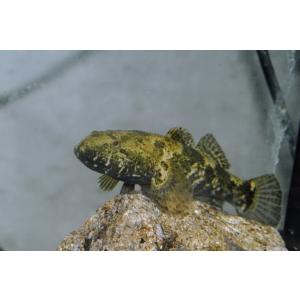 日本淡水魚フィールドアクション ハゼの仲間 Yahoo ショッピング