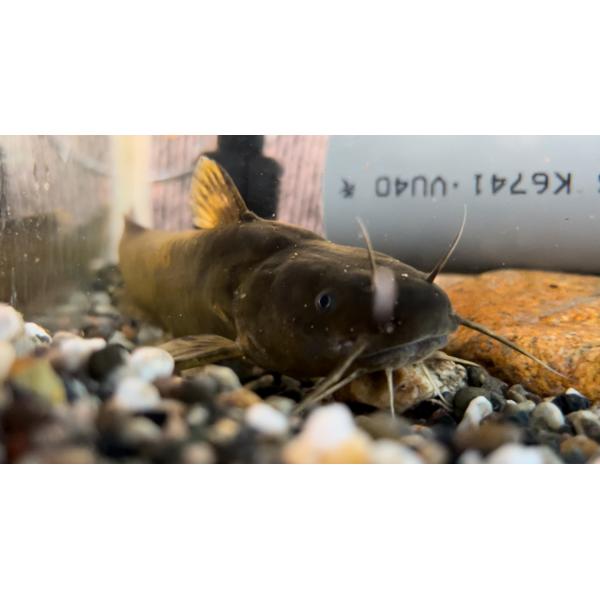 ギバチ（L）　[単品]　宮城県産