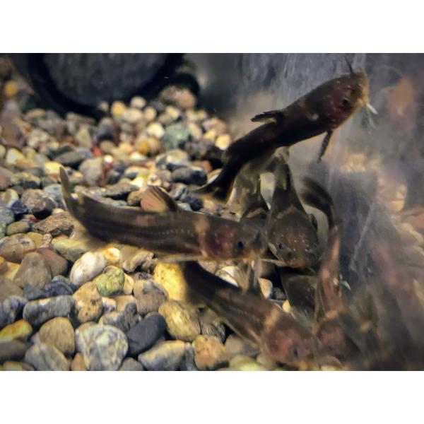 ギバチ（M）「単品」宮城県産