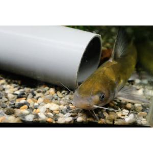 ギギ（Ｌ）[単品]　兵庫県産ほか