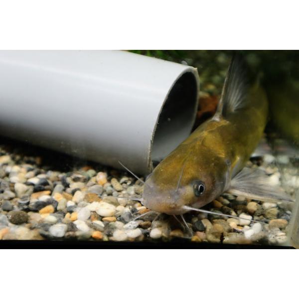 ギギ（Ｌ）[単品]　千種川水系産