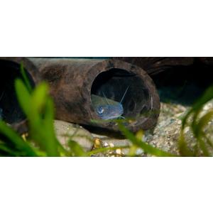 ギギ（Ｓ）[3匹セット] 　兵庫県産ほか