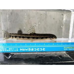 22年12月 日本淡水魚フィールドのおすすめ人気ランキング Yahoo ショッピング