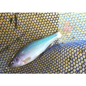 チャオ(CIAO)11歳からのまぐろ白身(柔らかフレーク)85g24個セット