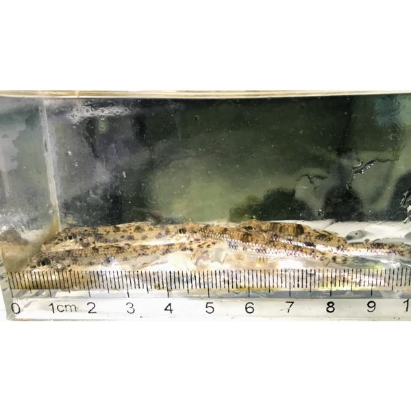 カマツカ（S）[3匹セット]　兵庫県産