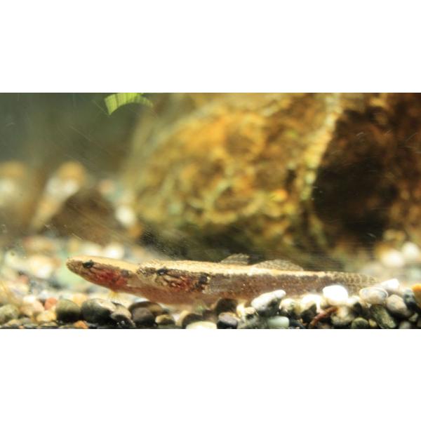 カワアナゴ（Ｓ）[3匹セット]　四万十川産