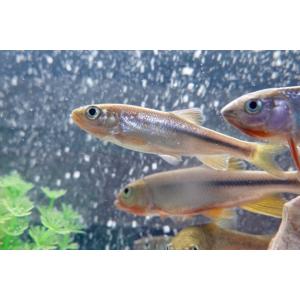 カワムツ　[5匹セット]　兵庫県産