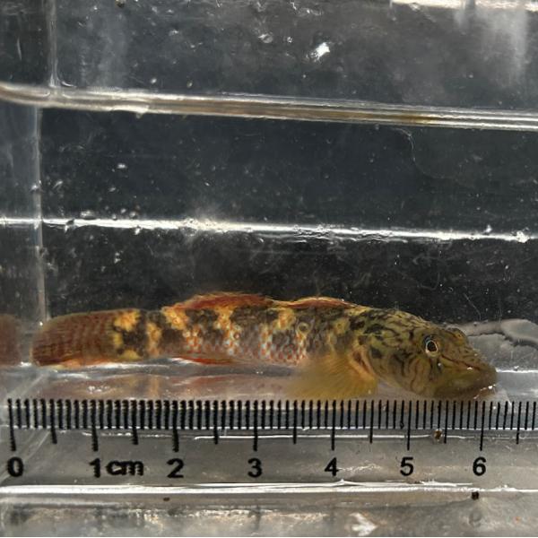 カワヨシノボリ（Ｌ）東北産　[３匹セット]