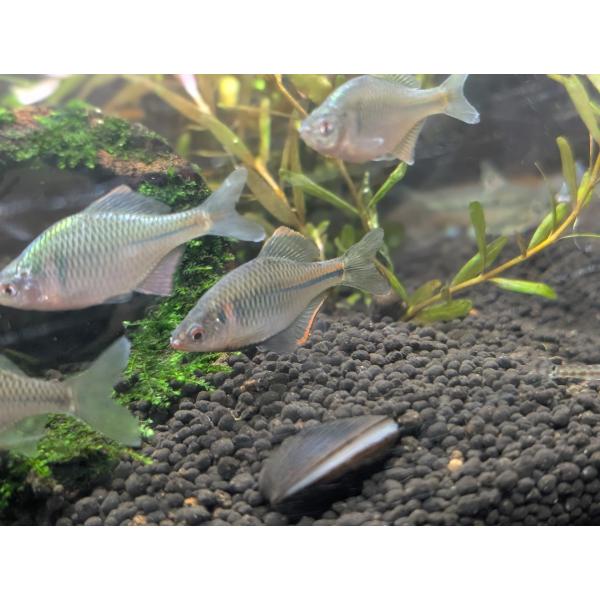 カゼトゲタナゴ（S）[5匹セット]　矢部川産　学術調査などで有名な産地