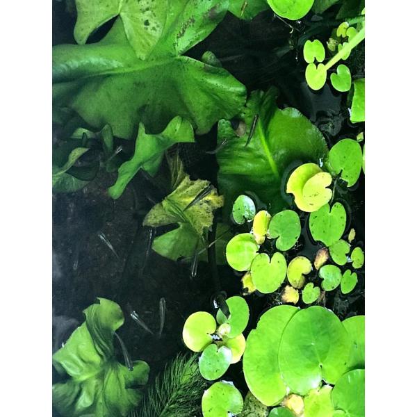 ミナミメダカ　[5匹セット]　吉野川水系産