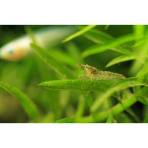 ミナミヌマエビ［餌用 100ml ］大きさランダム