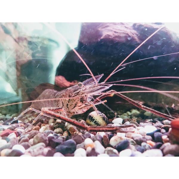 テナガエビ（S) [3匹セット]　吉野川水系産