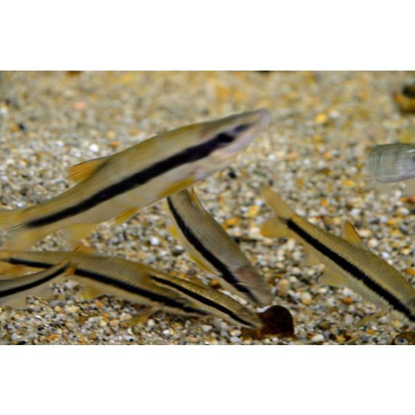 ムギツク（L）［3匹セット］　兵庫県産ほか　