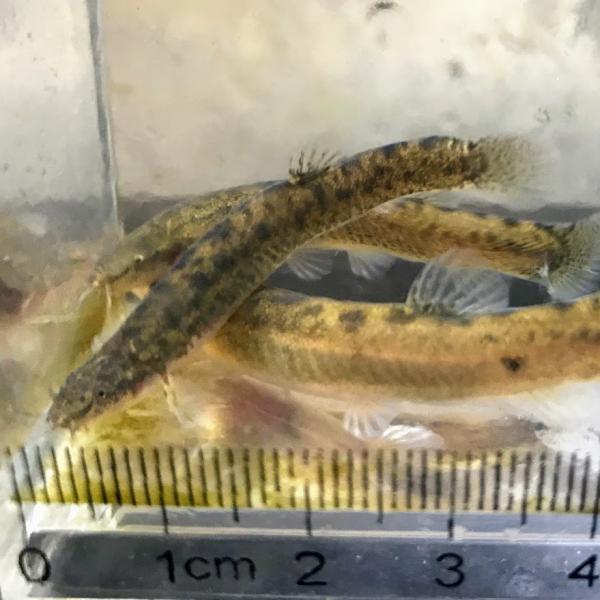 ナガレホトケドジョウ　吉野川水系産　［3匹セット］　