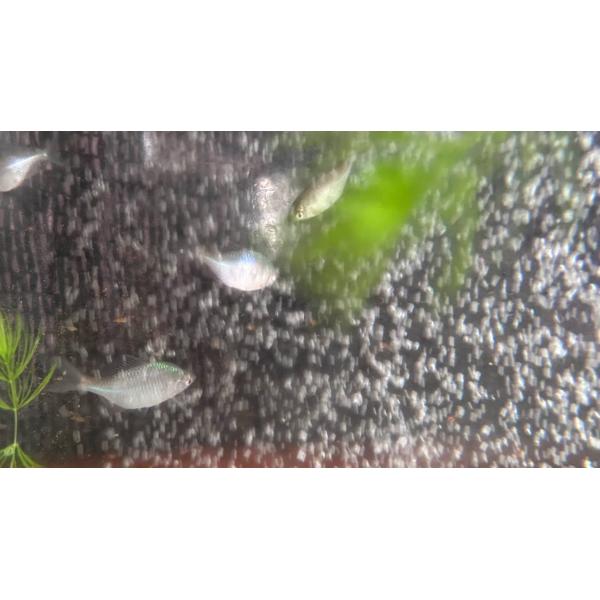 日本バラタナゴ　遠賀川産　［5匹セット］