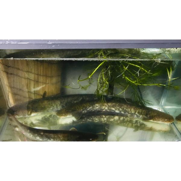 二ホンナマズ（L）[単品] 兵庫県産