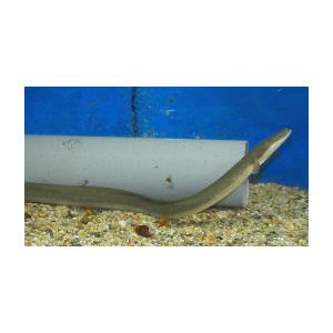 ニホンウナギ（Ｍ）[単品]　四万十川産ほか