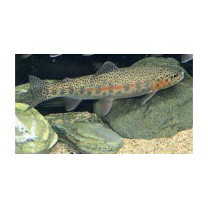 22年12月 日本淡水魚フィールドのおすすめ人気ランキング Yahoo ショッピング