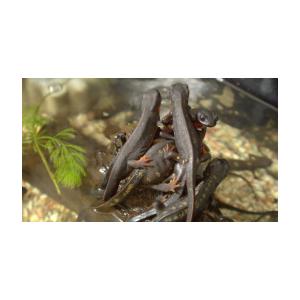 オキナワシリケンイモリ ペア 沖縄県産 Okinawashiriken 日本淡水魚フィールドアクション 通販 Yahoo ショッピング