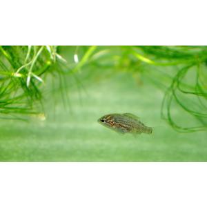 オヤニラミ（SS）[単品]　数量限定　揖保川水系産