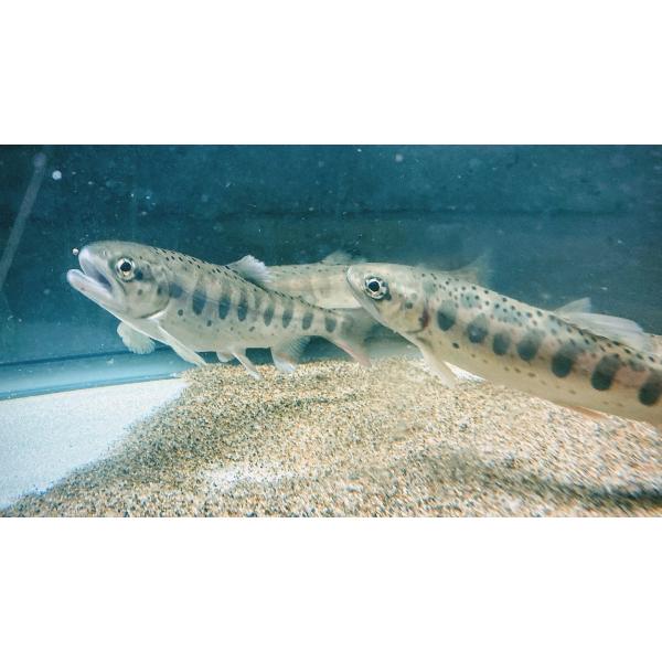 アマゴ（M）[単品]　 兵庫県産