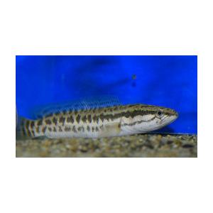 タイワンドジョウ（Ｓ）　[3匹セット]　兵庫県産　