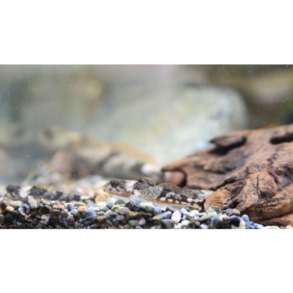 ウツセミカジカ（Ｓ）[3匹セット]　琵琶湖水系固有種