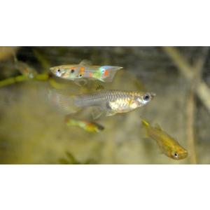 淡水魚セット 淡水魚 川魚生体 の商品一覧 観賞魚生体 熱帯魚 アクアリウム用品 ペット用品 生き物 通販 Yahoo ショッピング