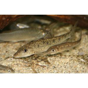 ズナガニゴイ（Ｌ）[単品]　兵庫県産