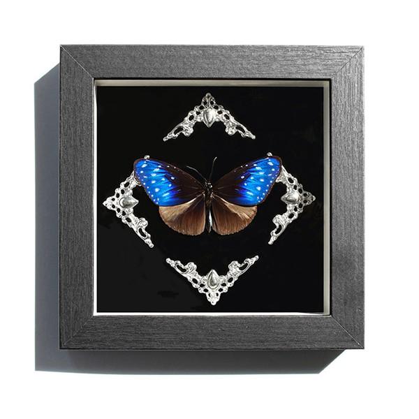 本物額入り蝶 木製フレーム フォトフレーム 額縁 正方形 壁掛け 立体額 ボックスフレーム 壁掛け ...