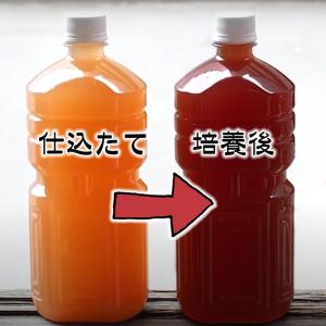 桜めだか培養 PSB 光合成細菌 1Lボトル ...の詳細画像1