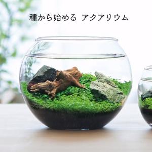 聖新陶芸 育てる水草 L GD-813の詳細画像1