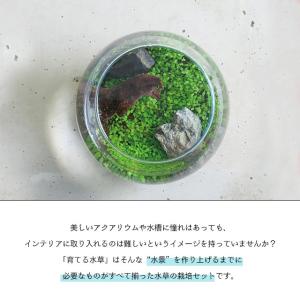 聖新陶芸 育てる水草 L GD-813の詳細画像3