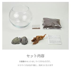 聖新陶芸 育てる水草 L GD-813の詳細画像4