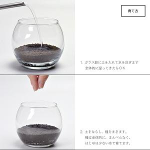 聖新陶芸 育てる水草 L GD-813の詳細画像5