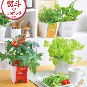 聖新陶芸 ベジコンテナ 栽培セット GD-333 野菜 育てる ミニサイズ