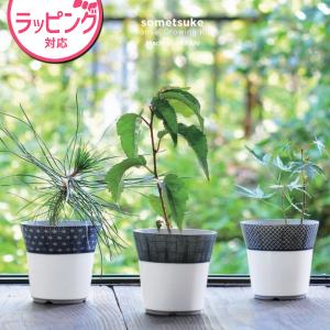 観葉植物 全6巻セット 園芸植物 盆栽 盆栽 栽培セット 初心者 キット くろまつ 黒松 山桜 もみじ 染付小紋