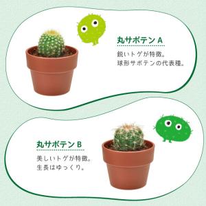聖新陶芸 育てるカプセル サボテン GREEN...の詳細画像3