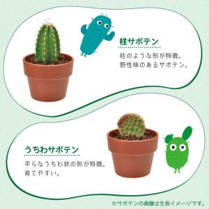 聖新陶芸 育てるカプセル サボテン GREEN...の詳細画像4