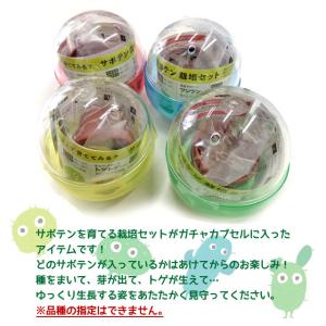 聖新陶芸 育てるカプセル サボテン GREEN...の詳細画像5