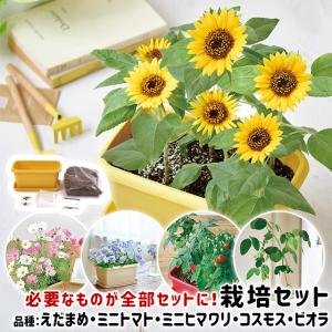 栽培キット 野菜 花 聖新陶芸 エンジョイプランター ベジ フラワー｜おしゃれ雑貨店 Fine Dream