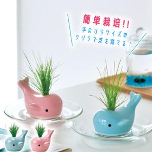 四つ葉のクローバー 栽培キット 栽培セット きっとみつかる しあわせの