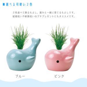 聖新陶芸 ハッピーホエール ブルー GD897-01の詳細画像3