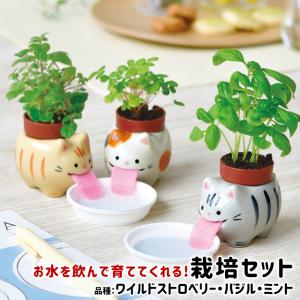 四つ葉のクローバー 栽培キット 栽培セット きっとみつかる しあわせの