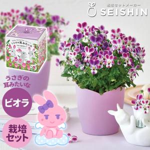 栽培キット 栽培セット 聖新陶芸 うさぎの耳みたいなビオラ栽培セット GD-968