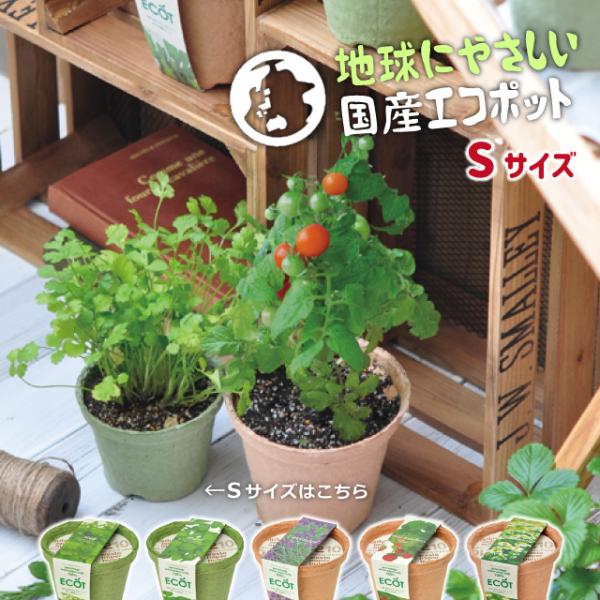 栽培セット 聖新陶芸 エコット S 栽培キット