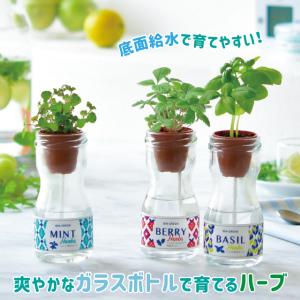 栽培セット 栽培キット 聖新陶芸 ビングリーン GD-988｜fine-dream