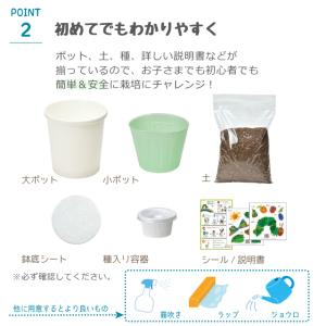 栽培セット 栽培キット 聖新陶芸 はらぺこあお...の詳細画像3