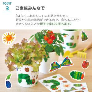 栽培セット 栽培キット 聖新陶芸 はらぺこあお...の詳細画像4