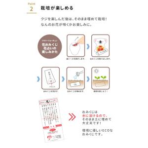 栽培セット 栽培キット 聖新陶芸 おめでたおみ...の詳細画像3
